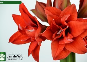 hippeastrum Celica (2)